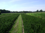 Taxus Baccata