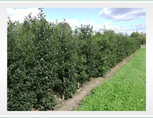 Ilex Aquifolium