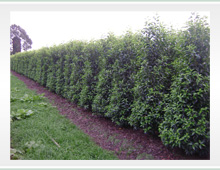 Buxus sempervirens